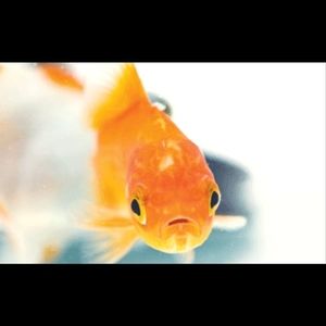 Meet your Posher, Fredrivick